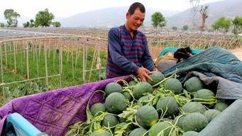 邵庄镇吃瓜,瓜果飘香，品味田园生活