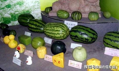 不同类型瓜的吃瓜攻略,不同类型瓜果的完美吃瓜攻略大盘点