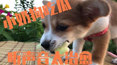 小狗可以吃小瓜,小瓜的诱惑