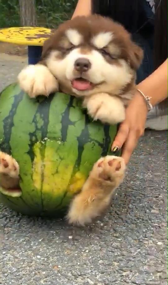 小狗可以吃小瓜,小瓜的诱惑