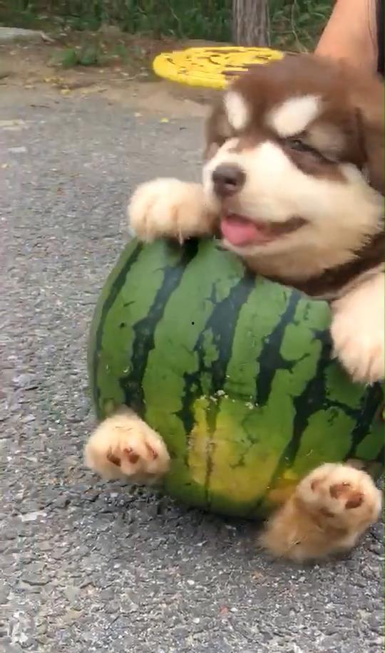 小狗可以吃小瓜,小瓜的诱惑
