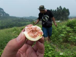 徒步丽丽吃瓜,一路吃瓜，畅游山水间