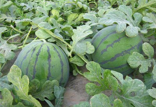 乾隆吃瓜原文,宫廷中的闲情逸致