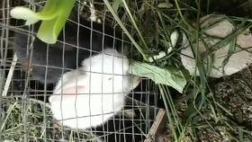 吃瓜表白墙贴,吃瓜表白墙上的浪漫瞬间