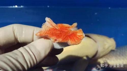 吃瓜金鱼是谁,吃瓜金鱼背后的故事