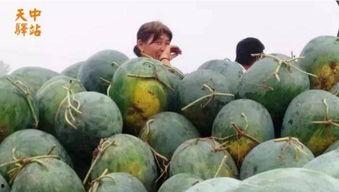 卖瓜老板现场吃瓜视频,揭秘卖瓜老板的瓜果新鲜秘诀！