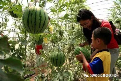 梦到在坟边吃瓜,一场梦境中的奇异体验