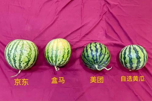 吃瓜最新成都,探寻美食与娱乐的完美融合